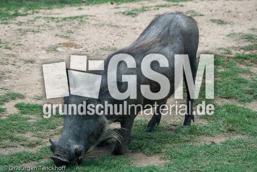Warzenschwein (10 von 26).jpg